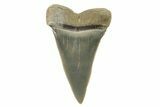 Fossil Mako Tooth - Lee Creek (Aurora), NC #294736-1